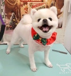 수멍발소 강아지미용실