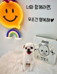 수멍발소 강아지미용실