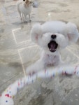 우리집첫째