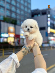 러빙펫 강아지분양 시흥배곧본점