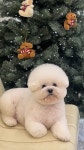 그루머댄