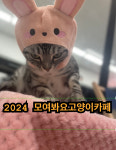 모여봐요고양이카페