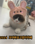 모여봐요고양이카페