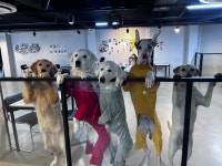 킹독애견카페&애견호텔&애견유치원