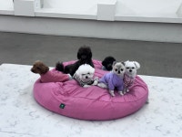 킹독애견카페&애견호텔&애견유치원