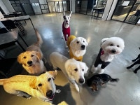 킹독