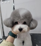 블리스펫츠