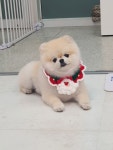 으나펫