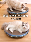 개냥이일번지