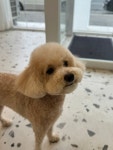 와프펫살롱