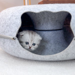 캣스토리 고양이분양 일산본점