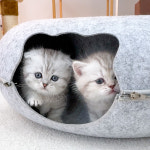 캣스토리 고양이분양 일산본점