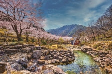 수도중앙교회