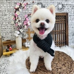 댕댕사우나