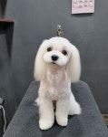 애견 미용하는 남자