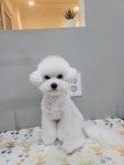 바둑이쌀롱