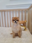 바둑이쌀롱