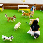 아이조아펫파크 서울점