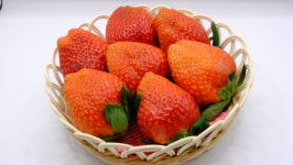 참사랑딸기농원