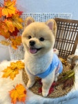 댕겨오시개