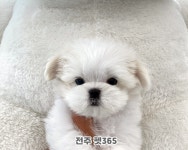 펫365 강아지분양 고양이분양 전주백제로점