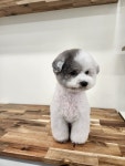 위드독 WITH DOG