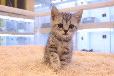 광주고양이분양 브로스펫 광주본점