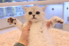 광주고양이분양 브로스펫 광주본점