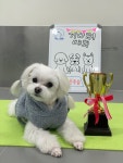 도그유토피아 강아지호텔&애견유치원