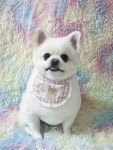몽끌림