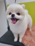 나나펫