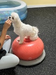댕겨오시개