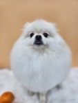 나나펫