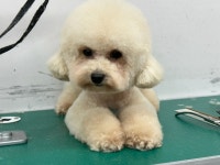블리스펫츠