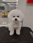 쁘띠르시앙