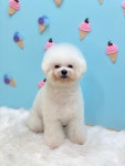 퍼피돌 애견미용