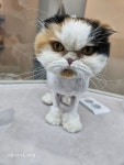 고양이미용호텔 미야옹