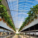 별빛하늘 딸기 농장