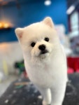 마이티그루밍 제주