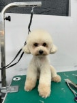 블리스펫츠