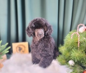 마이티그루밍 제주