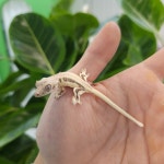 파충류샵 게코몽 인천검단신도시점