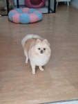 뽀숑그루밍
