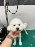 블리스펫츠