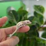 파충류샵 게코몽 인천검단신도시점