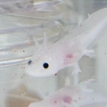 파충류샵 게코몽 인천검단신도시점