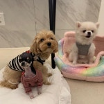 멍그니엘 애견호텔 기흥동탄점