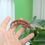 파충류샵 게코몽 인천검단신도시점