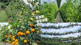 달다리한