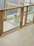 위드독 WITH DOG